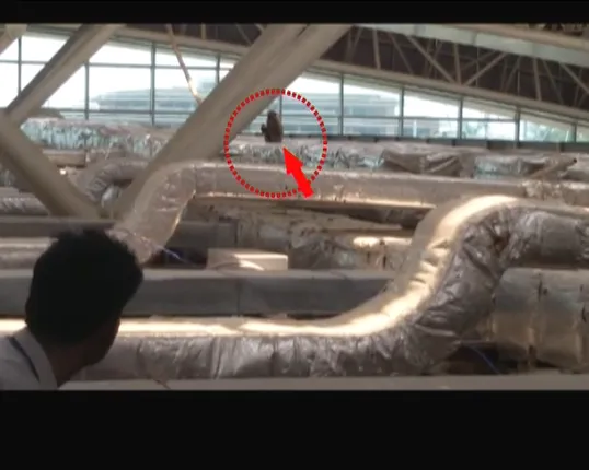 ବିଜୁ ପଟ୍ଟନାୟକ ଅନ୍ତଜାର୍ତୀୟ ବିମାନ ବନ୍ଦରରେ ମାଙ୍କଡ,ବନବିଭାଗ  ନାକେଦମ୍