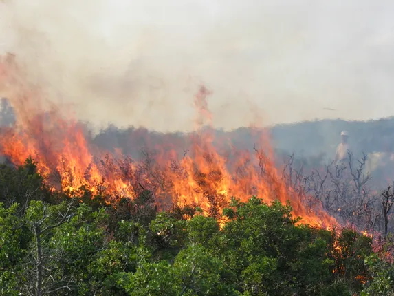 ଜଳୁଛି ଜଙ୍ଗଲ : ନିଶ୍ଚିନ୍ତ ପ୍ରଶାସନ