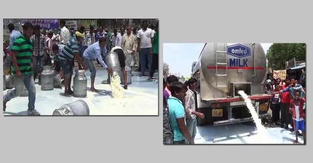 ବରଗଡରେ କ୍ଷୀର ସାଗର : ହଜାର ହଜାର ଲିଟର କ୍ଷୀର ଢାଳିଲେ ଉତ୍ୟକ୍ତ ଦୁଗ୍ଧଚାଷୀ