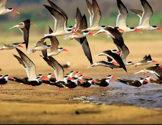 ପକ୍ଷୀ ସୁରକ୍ଷା ପାଇଁ ମହାନଦୀର ଜଳ ନିୟନ୍ତ୍ରଣ