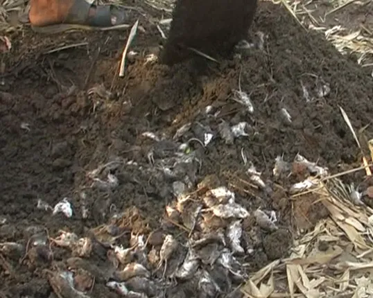 ରହସ୍ୟରେ ମୂଷା ମଡକ