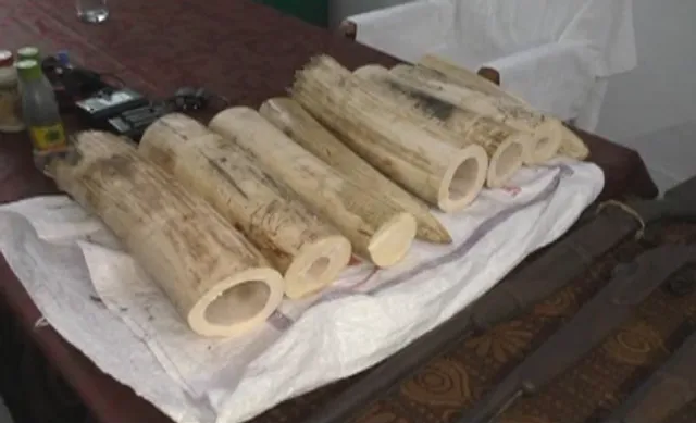 ୯ ଜଣିଆ ହାତୀ ଶିକାରୀ ଦଳକୁ ଗିରଫ କରିଛି ବୌଦ୍ଧ ପୋଲିସ