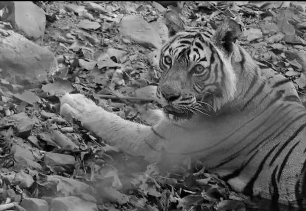 ରନ୍ଥାମ୍ବରର ରାଣୀ