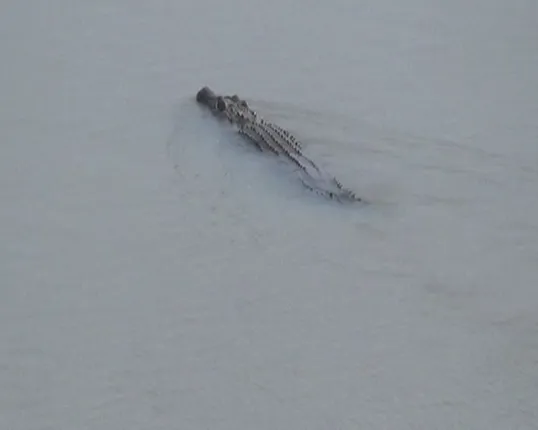 ନଈରେ କୁମ୍ଭୀର : ଆତଙ୍କରେ ପଟ୍ଟାମୁଣ୍ଡାଇ ବ୍ଲକର ବ୍ରାହ୍ମଣୀ ନଦୀକୂଳିଆ ଗାଁ