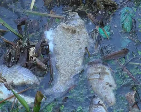 ମାଛ ମଡକର କାରଣ