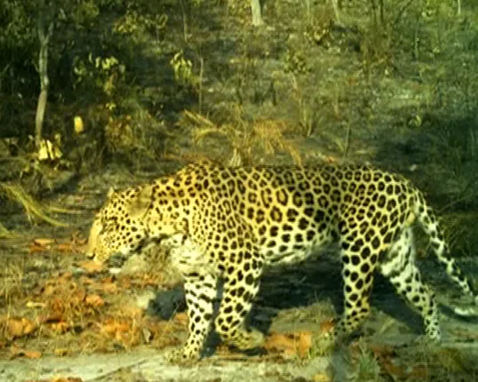 କ୍ୟାମେରାରେ କଏଦ୍ ହେଲା ମହାବଳ ବାଘ : ସୁନ୍ଦରଗଡ଼ ଲେଫ୍ରିପଡ଼ା ବନଖଣ୍ଡରେ ମହାବଳ ବାଘର ଚିତ୍ର ସାମ୍ନାକୁ ଆସିଛି