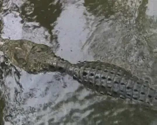 ୪୧ ବର୍ଷ ପରେ ଭିତରକନିକା ଅଭୟାରଣ୍ୟର  ଏକମାତ୍ର ଧଳା କୁମ୍ଭୀର ଗୋରୀର ଅଣ୍ଡାଦାନ