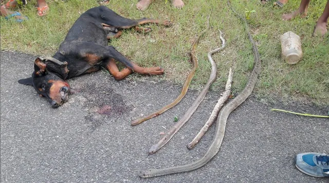 ମଣିଷଠାରୁ ବି ବିଶ୍ୱାସୀ କୁକୁର : ରାୟଗଡ ବ୍ଲକ ସେବକପୁର ଗାଁର ଘଟଣା କୁ ନେଇ ଏବେ ଚର୍ଚ୍ଚା