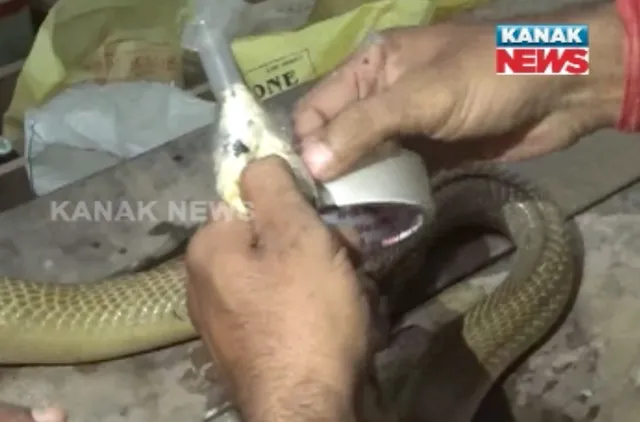 ଚାନ୍ଦବାଲି ପଶୁ ଚିକିତ୍ସା କେନ୍ଦ୍ରରେ ବିରଳ ଅସ୍ତ୍ରୋପଚାର : ନାଗସାପ ଦେହରେ ପଡ଼ିଲା ୪୨ଟି ଷ୍ଟିଚ୍