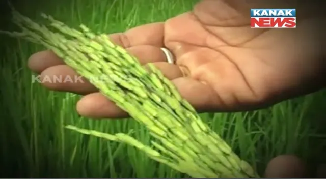 ପାଖେଇ ଆସୁଛି ଗଣପର୍ବ ନୂଆଁଖାଇ : ପଶ୍ଚିମ ଓଡିଶାରେ ଗାଁ ଠୁ ସହର ଉତ୍ସବମୁଖର