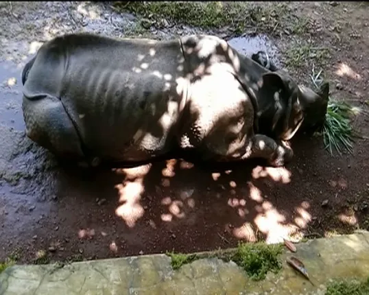 ନନ୍ଦନକାନନରେ ଏକମାତ୍ର ଗଣ୍ଡା ନନ୍ଦର ମୃତ୍ୟୁ : ୪୦ବର୍ଷ ବୟସର ଗଣ୍ଡାଟି ଗତ ଛଅ ମାସ ଧରି ଚିକିତ୍ସାଧିନ ଥିଲା