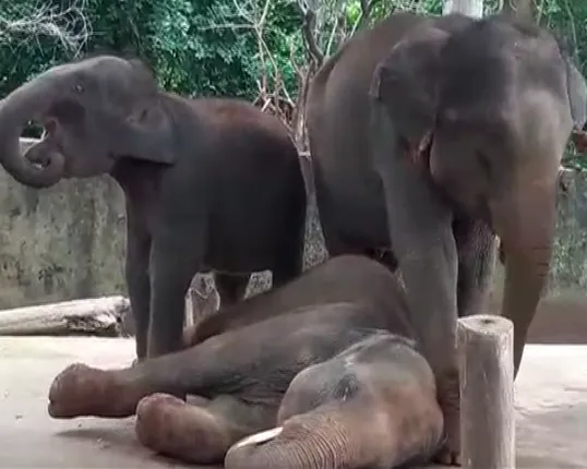 ପଶୁ ହେଲେ ବି ଭୁଲିନି ବନ୍ଧୁତାର କର୍ତବ୍ୟ : ଅସୁସ୍ଥ ହାତୀକୁ ଜଗି ରହିଲେ ଦୁଇ ସାଥୀ ହାତୀ