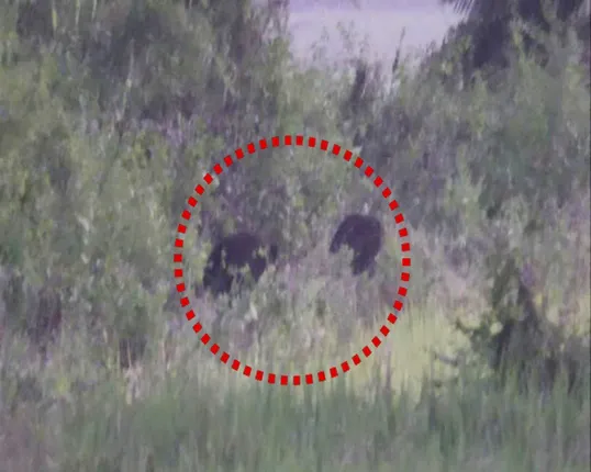 ଜୟପୁର କୁସୁମପୁଟରେ ଭାଲୁ ଆତଙ୍କ : ଗାଁକୁ ପଶିଲେ ମା’ ସହ ୨ ଛୁଆ ଭାଲୁ