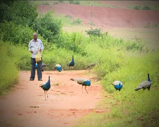 ମୟୁର ସହ ମିତ ! ବାଣ ନୁହେଁ ହସ ଫୁଟାଇବାରେ ପାଣୁ