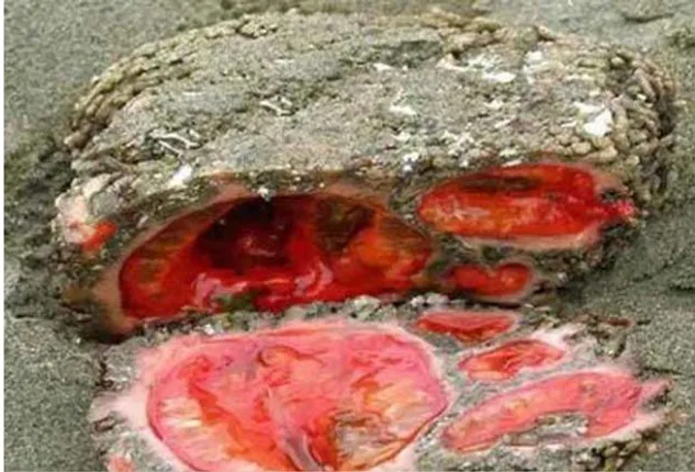 ଏକ ଅଦ୍ଭୁତ ପଥର : ଯାହାକୁ କାଟିଲେ ବାହାରେ ରକ୍ତ