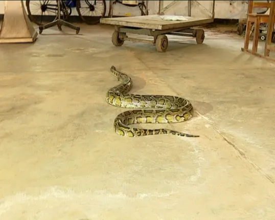 ରୋଷେଇ ଘରେ ୧୨ ଫୁଟର ଅଜଗର । ଭୟରେ ଥରିଲେ ପରିବାର ବର୍ଗ, ଉଦ୍ଧାର କଲା ବନବିଭାଗ ।