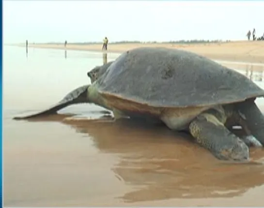 ଅସ୍ତରଙ୍ଗ ଉପକୂଳରେ ଆରମ୍ଭ ହୋଇଛି ଅଲିଭ୍ ରିଡଲେଙ୍କ ମିଳନ ପର୍ବ : ବାଧକ ସାଜିଛି ଟ୍ରଲର ଚଳାଚଳ