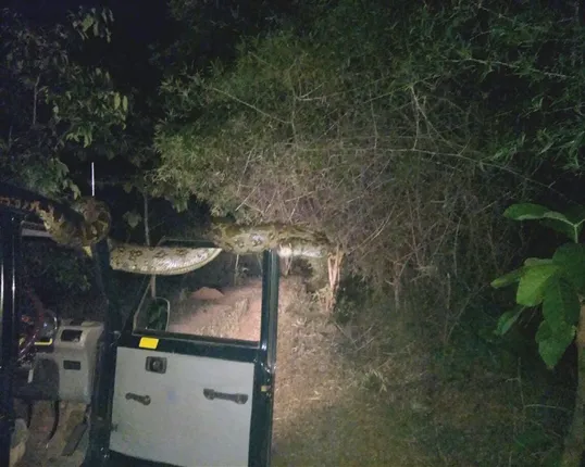 ଜଙ୍ଗଲ ଯିବାକୁ ଅରାଜି ଅଜଗର : ଚନ୍ଦକା ଡମପଡା ଅଭୟାରଣ୍ୟରେ ଛାଡିବା ବେଳେ ନାକେଦମ୍ ହେଲେ ବନ କର୍ମଚାରୀ