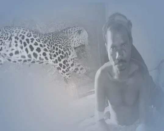 ହାରିଗଲା ବାଘ ଜିତିଗଲା ମଣିଷ! ନବରଙ୍ଗପୁରରେ ବାଘ-ମଣିଷ ଲଢେଇ