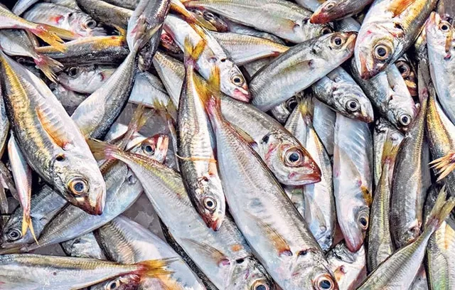 ସ୍ୱାସ୍ଥ୍ୟ ପାଇଁ ଖୁବ୍ ଭଲ ମାଛ !