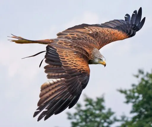 ମହିଳାଙ୍କ ଠାରୁ ୨୦ ହଜାର ଟଙ୍କାର ବଟୁଆ ଚାମ୍ପିନେଲା ଚିଲ ! ଝିଅର ବିବାହ ପାଇଁ ସଞ୍ଚିିଥିଲେ ଟଙ୍କା