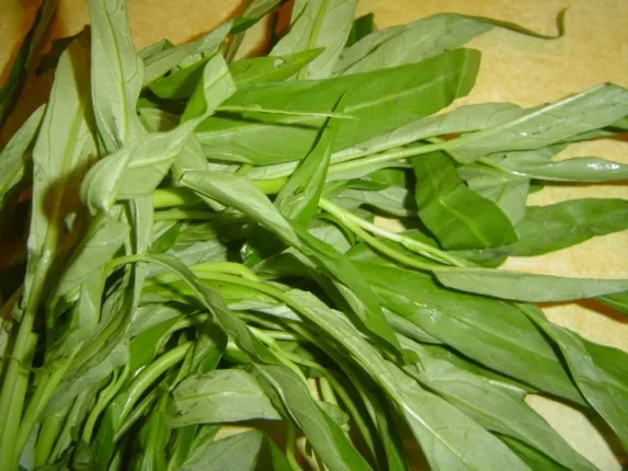 ସ୍ୱାସ୍ଥ୍ୟ ପାଇଁ କେତେ ଉପକାରୀ କଳମ୍ବ ଶାଗ ? ଜାଣନ୍ତୁ କିପରି . . .