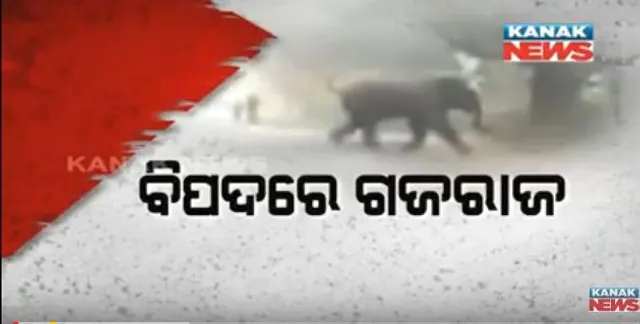 ଦୁଇ ମାସ ପରେ ବି ଟାୟାର ଲଗା ହାତୀର ପତ୍ତା ପାଉନି ବନବିଭାଗ ! ସେଲିବ୍ରିଟିଙ୍କ ଚିନ୍ତା ହେଲେ ନିଦରେ ଅଧିକାରୀ