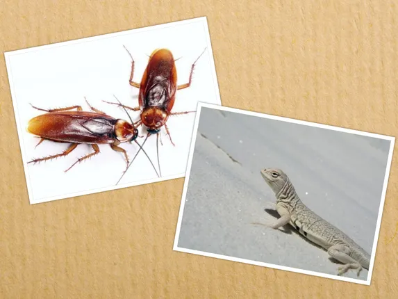 ଝିିଟିପିଟି, ଅସରପା, ମଶା ଆଦିରୁ ରକ୍ଷା ପାଇବାପାଇଁ ଚାହୁଁଛନ୍ତି କି ? ଜାଣନ୍ତୁ କିଛି ଘରୋଇ ଉପାୟ