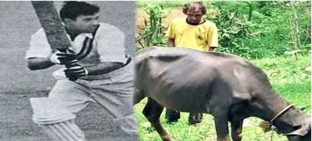 ଏମିତି ଜୀବନ : ବିଶ୍ୱକପ୍ ଖେଳାଳି ଚରାଉଛନ୍ତି ମଇଁଷି !