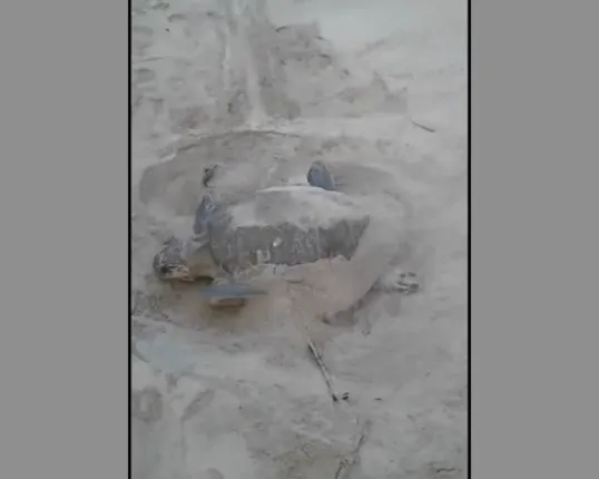 ଅଲିଭ ରିଡଲେଙ୍କ ଅଣ୍ଡାଦାନର ନୁଆ ଠିକଣା ! ବାଲେଶ୍ୱର ଡଞ୍ଜରା ବେଳାଭୂମିରେ କଇଁଛଙ୍କ ଭିଡ