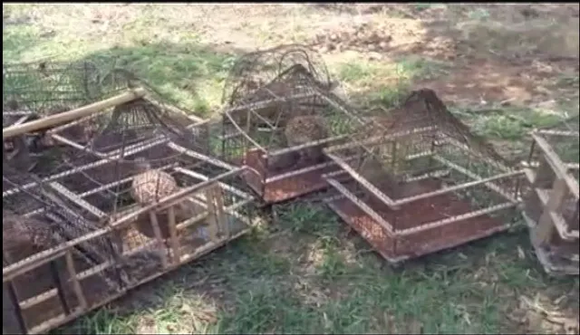 ଭୁବନେଶ୍ୱରରୁ ଗିରଫ ଛତିଶଗଡ ଶିକାରୀ ! ପଟିଆରୁ ୩ ଶିକାରୀଙ୍କୁ ଅଟକ ରଖିଛି ବନବିଭାଗ