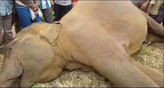 ପାଲଲହଡା ଖମାର ରେଂଜ ଅନ୍ତର୍ଗତ ରଂଜା ଗାଁରେ ଅଘଟଣ ! ବିଦ୍ୟୁତ ତାର ସଂସ୍ପର୍ଶରେ ଆସି ହାତୀ ମୃତ