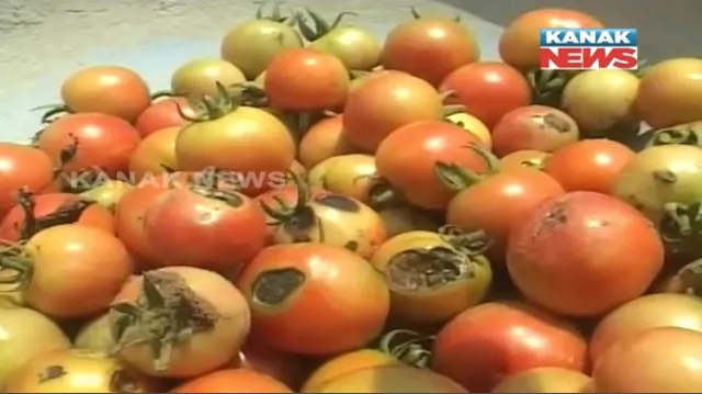 କାଳ ହେଲା ଅଦିନିଆ ବର୍ଷା ! ସମ୍ବଲପୁରରେ ଫସଲ ନଷ୍ଟ ଯୋଗୁଁ ଋଣ ସୁଝିବା ଚିନ୍ତାରେ ଚାଷୀ