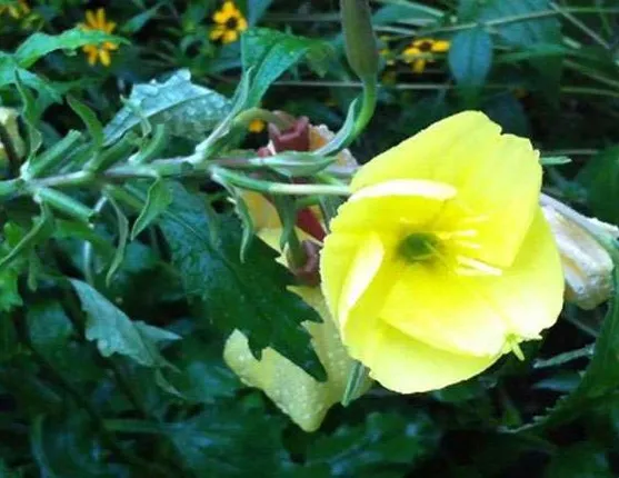 ନିର୍ଦ୍ଦିଷ୍ଟ ଶଦ୍ଦ ଶୁଣିଲେ ଫୁଟେ ଏ ଫୁଲ ! ସୋସିଆଲ ମିଡିଆରେ ଭାଇରାଲ୍