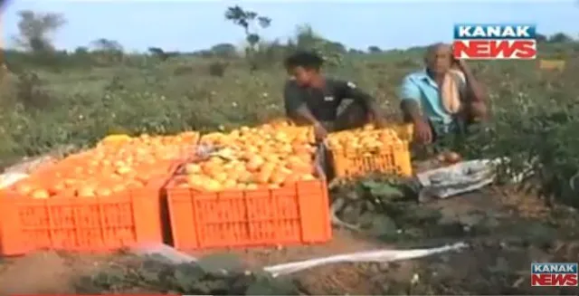 କେନ୍ଦ୍ରାପଡା : ପନିପରିବା ଦାମ କମ ଓ ସଂରକ୍ଷଣ ସୁବିଧା ନଥିବାରୁ ଅଭାବୀ ବିକ୍ରିର ଶିକାର ହେଉଛନ୍ତି ଚାଷୀ