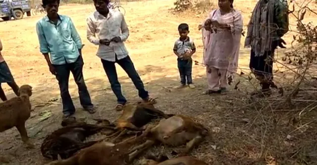 କଳାହାଣ୍ଡିି : ବିଷାକ୍ତ ମହୁଲ ଖାଇ ୭୩ଟି ଛେଳି ଓ ମେଣ୍ଢାର ମୃତ୍ୟୁ