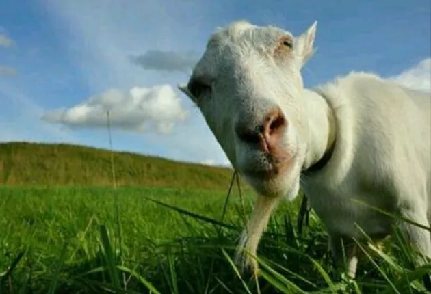 ଏମିତି କ୍ରିିକେଟ ଟୁର୍ଣ୍ଣାମେଣ୍ଟ ! ଖେଳରେ ବିଜେତାଙ୍କୁ ମିଳେ ଛେଳି,କୁକୁଡା ଓ ଅଣ୍ଡା