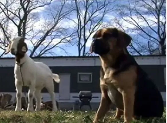 ଅଦ୍ଭୁତ ଆଶ୍ଚର୍ଯ୍ୟ ; କୁକୁର ନାଁରେ ଥାନାରେ ଛେଳିର ଏତଲା !