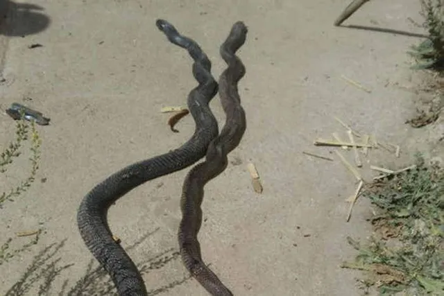 ନାଗନାଗୁଣୀଙ୍କ ଅନାବିଳ ପ୍ରେମକାହାଣୀ ! ନାଗର ମୃତ୍ୟୁ ପରେ ଜୀବନ ଦେଲା ନାଗୁଣୀ