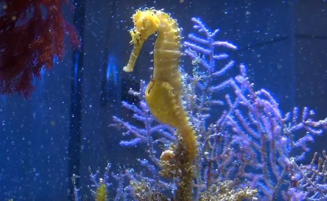 ଦୁନିଆର ଏକମାତ୍ର ବାପା ! ଯିଏ କରିଥାଏ ପିଲା ଜନ୍ମ