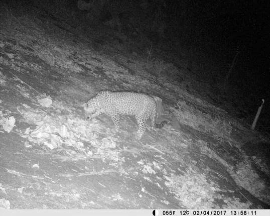 ମାଲକାନଗିରିରେ କଲରାପତରିଆ ବାଘ ଆତଙ୍କ : ମୋଶନ ସେନସର କ୍ୟାମେରାରେ କଏଦ ହେଲା କଲରାପତରିଆ