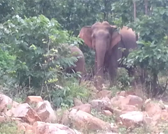 ସୁନ୍ଦରଗଡରେ ଗାଁ ମୁହାଁ ହାତୀ ପଲ ! ଘର ଦ୍ୱାର ଭାଙ୍ଗିବା ସହ କରୁଛନ୍ତି ଫସଲ ନଷ୍ଟ