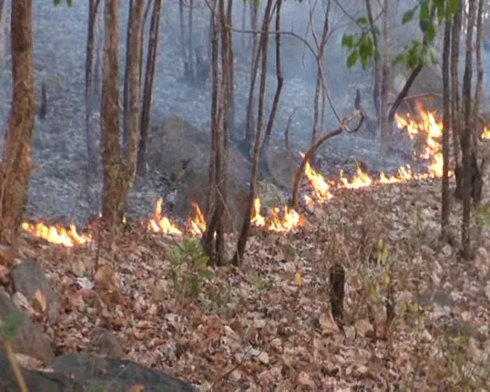 ବୌଦ୍ଧରେ ଜଳୁଛି ଜଙ୍ଗଲ : ହେକ୍ଟର ହେକ୍ଟର ଜଙ୍ଗଲରେ ବ୍ୟାପିଲା ନିଆଁ