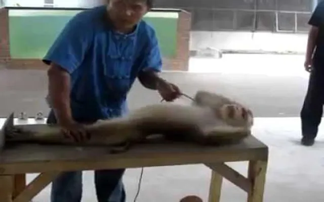 ମାଙ୍କଡ କରୁଛି ବ୍ୟାୟାମ ! ସୋସିଆଲ ମିଡିଆରେ ଭାଇରାଲ