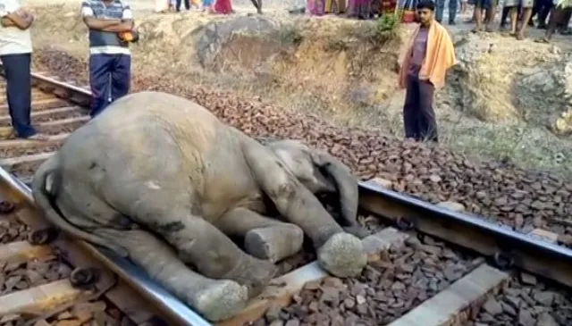 ବଣାଇ : ବିମଳାଗଡ ରେଲୱେ ଷ୍ଟେସନ ନିକଟରେ ମାଲବାହୀ ଟ୍ରେନ ଧକ୍କାରେ ମାଈ ହାତୀର ମୃତ୍ୟୁ