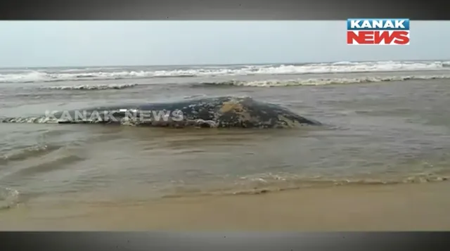 ପୁରୀ ବେଳାଭୂମିରେ ପଡିରହିଛି ମଲା ତିମି ! ୪୨ ଫୁଟ ଲମ୍ବ ତିମିର ମୃତଦେହ ଉଦ୍ଧାର