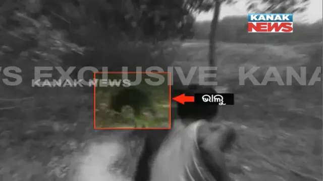 ଖାଦ୍ୟ ଅନ୍ୱେଷଣରେ ଜନବସତି ମୁହାଁ ଭାଲୁ ! ନବରଙ୍ଗପୁରରେ ଭାଲୁକୁ ଗୋଡାଇ ଗୋଡାଇ ପିଟିଲେ ଗ୍ରାମବାସୀ