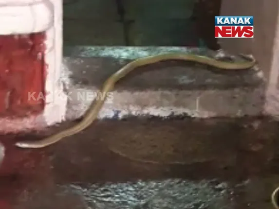 ଲିଙ୍ଗରାଜରେ ନାଗସାପ ! ୩ ଦିନ ଧରି ମନ୍ଦିର ଗର୍ଭଗୃହରେ ରହିଲା ନାଗ