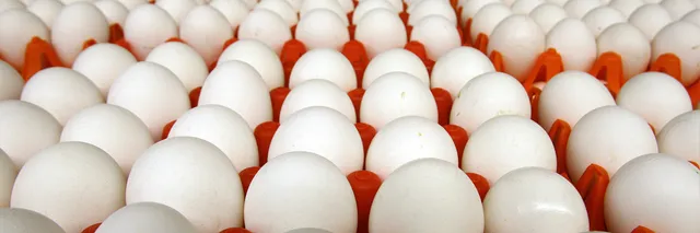 କେବେ ହେବ ନକଲି ଅଣ୍ଡାର ଯାଂଚ ? ଅସଲି ଓ ନକଲିର ଦ୍ୱନ୍ଦ ଭିତରେ ଏବେ ବି ଖାଉଟୀ ଏବଂ ବ୍ୟବସାୟୀ