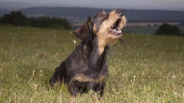 ଅନ୍ଧାର ରାତିରେ କାହିଁକି କାନ୍ଦନ୍ତି କୁକୁର ! ଜାଣନ୍ତୁ ଏହାର ବୈଜ୍ଞାନିକ କାରଣ